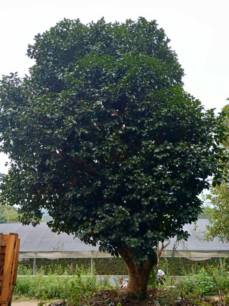 百年古茶花“富贵春”全省仅此一棵移植3-4次成活红瓣带芯