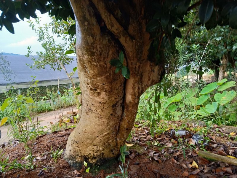 百年古茶花“富贵春”全省仅此一棵移植3-4次成活红瓣带芯