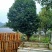 百年古茶花“富贵春”全省仅此一棵移植3-4次成活红瓣带芯