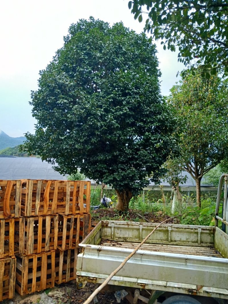 百年古茶花“富贵春”全省仅此一棵移植3-4次成活红瓣带芯