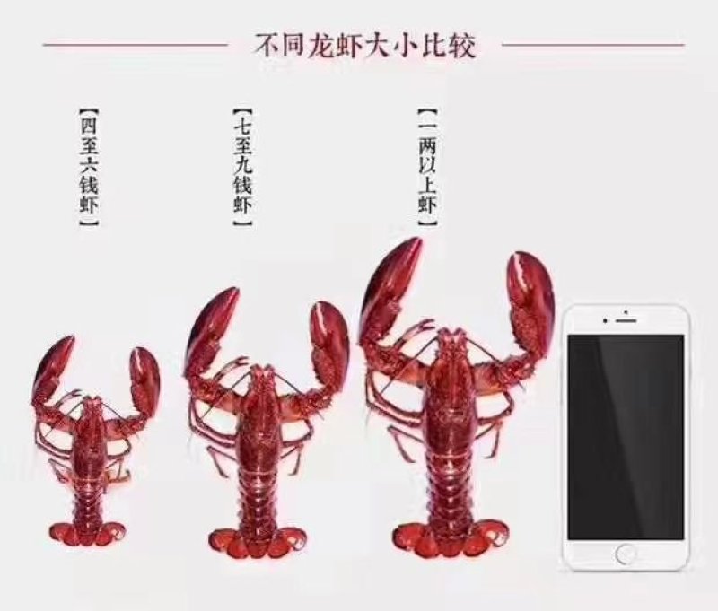 盱眙龙虾尾特级龙虾尾一级龙虾尾
