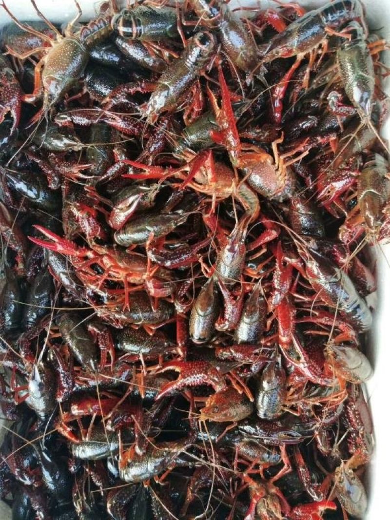 盱眙龙虾尾特级龙虾尾一级龙虾尾