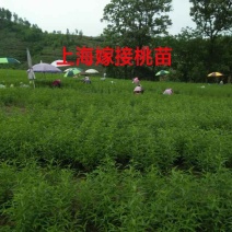 嫁接绑带，嫁接工人，上海嫁接工人，江苏嫁接工人，河南嫁接