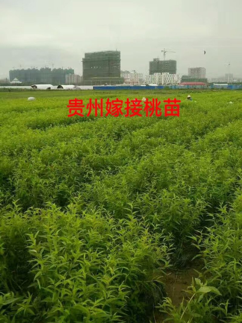 嫁接绑带，嫁接工人，上海嫁接工人，江苏嫁接工人，河南嫁接