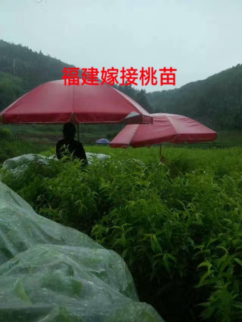 嫁接绑带，嫁接工人，上海嫁接工人，江苏嫁接工人，河南嫁接