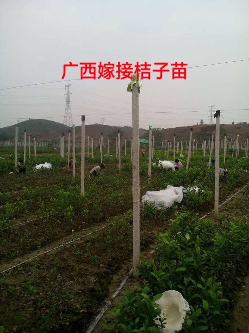 嫁接绑带，嫁接工人，上海嫁接工人，江苏嫁接工人，河南嫁接