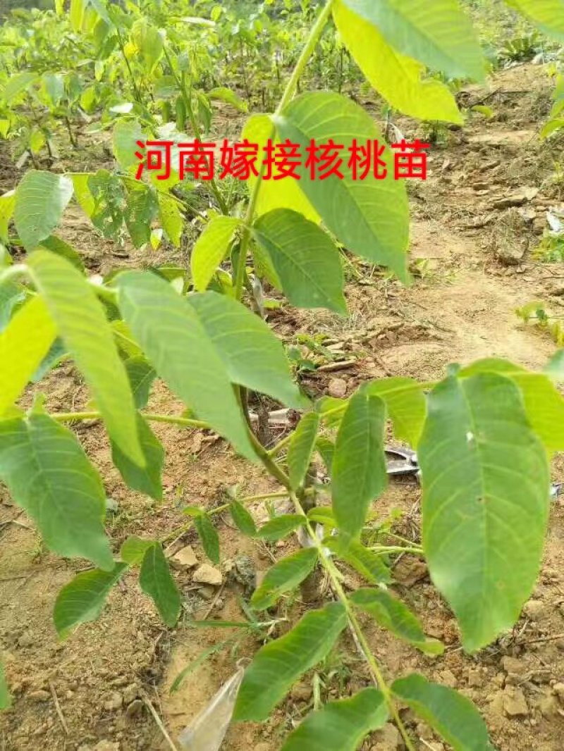 嫁接绑带，嫁接工人，上海嫁接工人，江苏嫁接工人，河南嫁接
