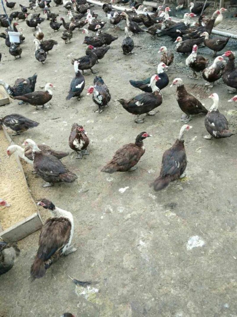淘汰黑番鸭v
