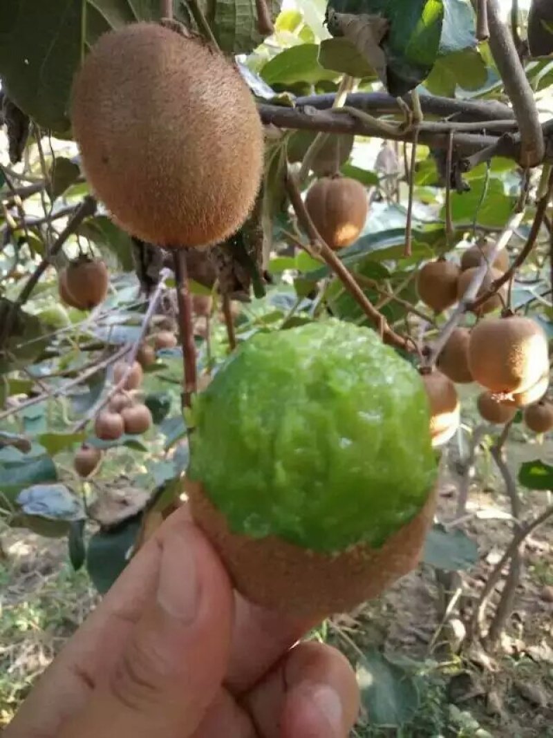 猕猴桃周至猕猴桃翠香徐香海沃德亚特秦美红阳