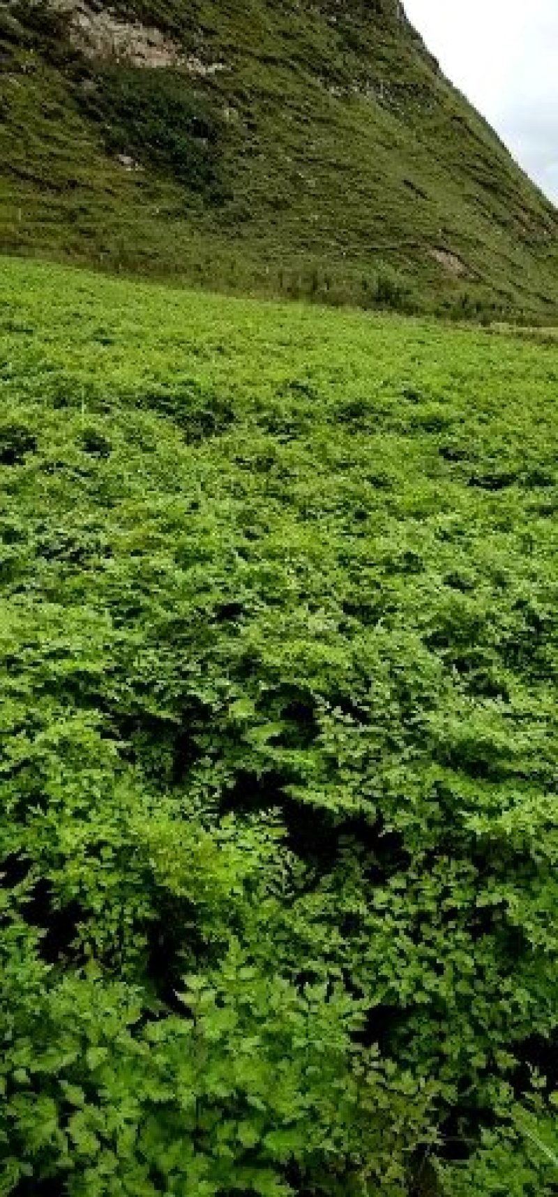 当归苗精品当归苗，自产自销，一手货源，质量保障