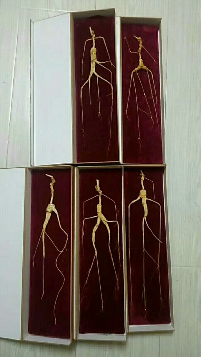 人参