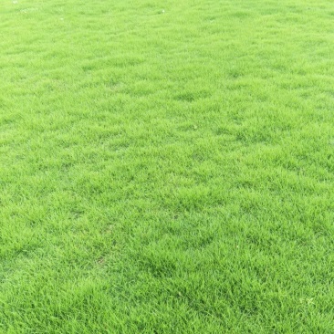 马尼拉草坪