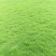 马尼拉草坪