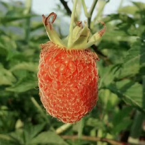 覆盆子