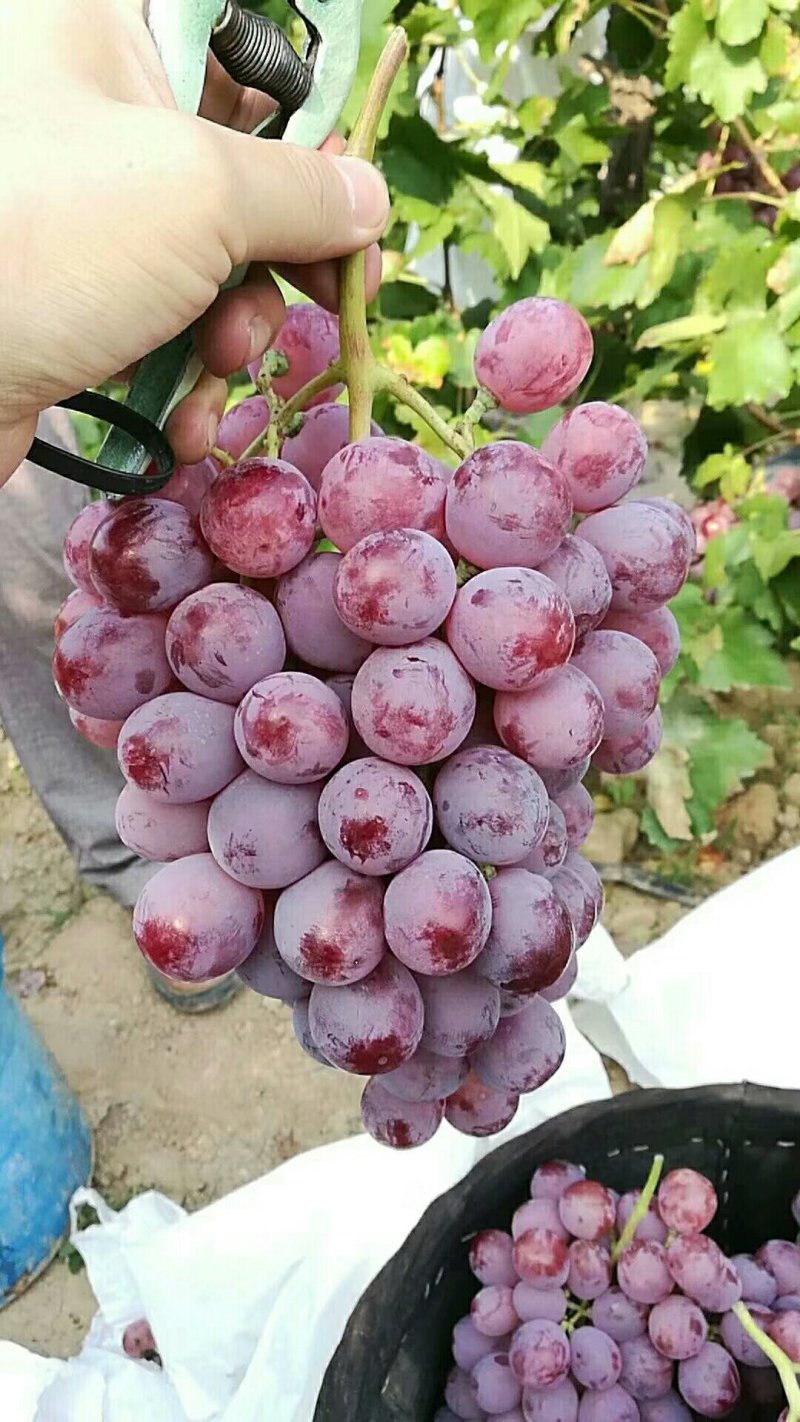 红提葡萄