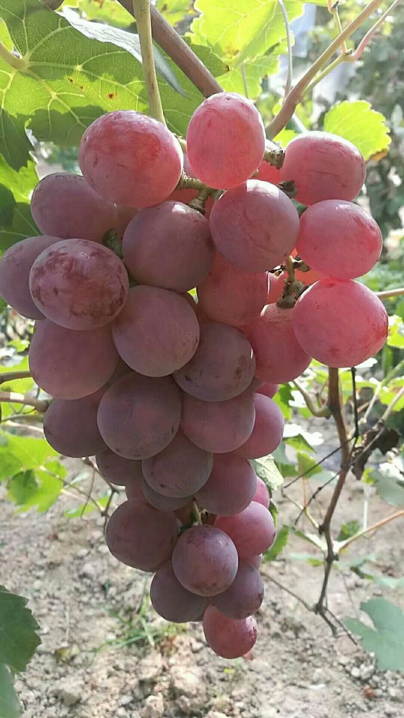 红提葡萄