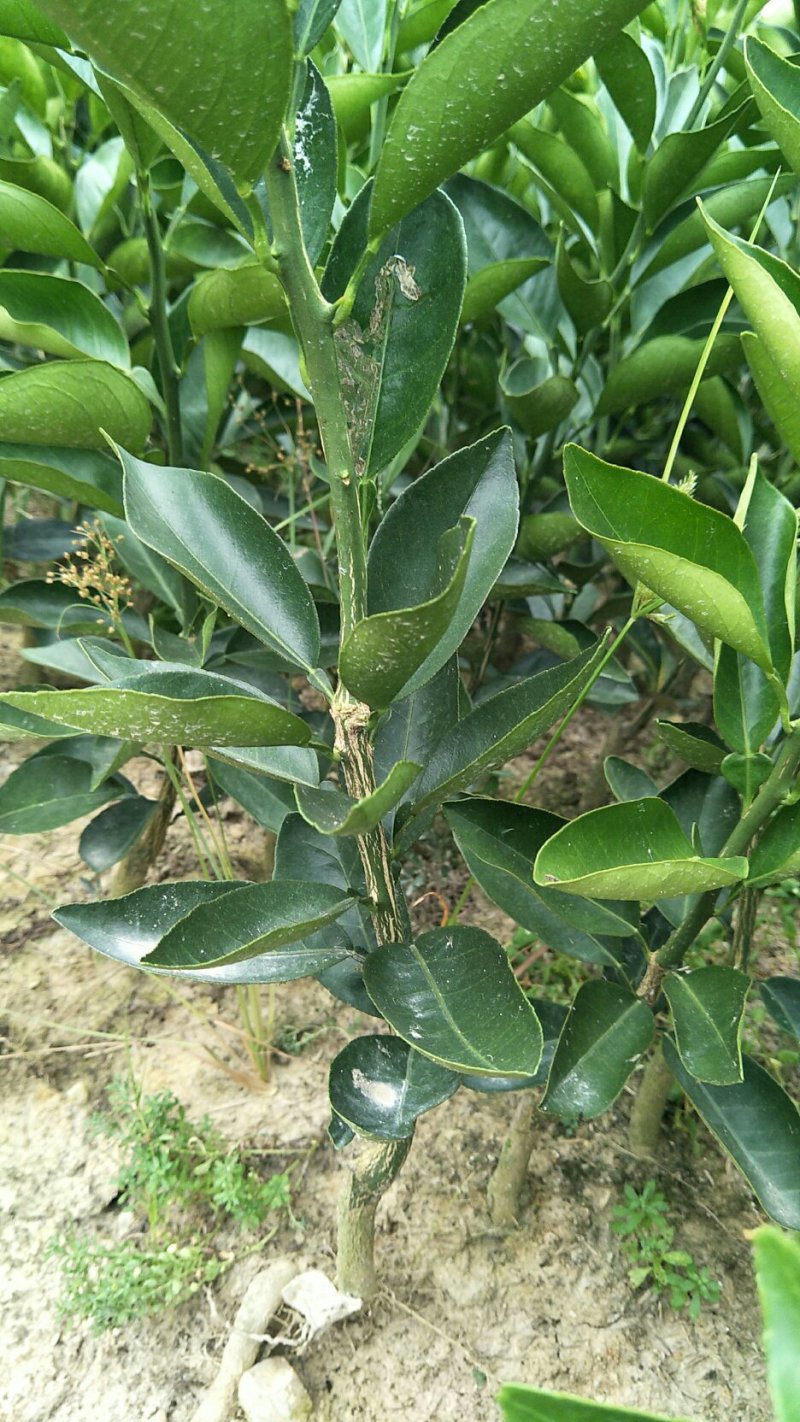 脐橙苗纽荷尔苗根系好品种保证签订合同假一赔十