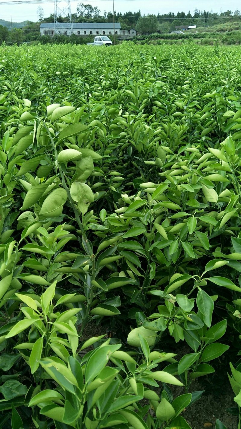 脐橙苗纽荷尔苗根系好品种保证签订合同假一赔十