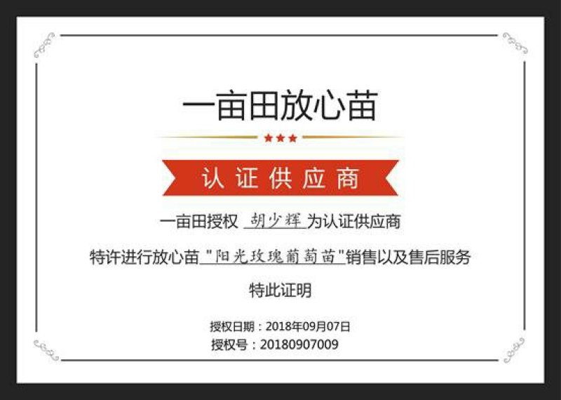 葡萄苗阳光玫瑰葡萄苗秋天清脆妮娜皇后阳光十三葡萄