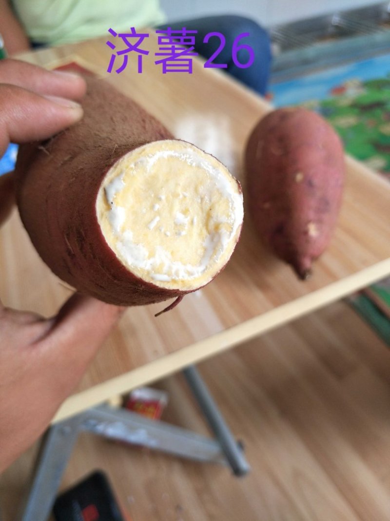 山东板栗薯黑吉辽陕甘宁新晋冀闵贵粤济26发货产地