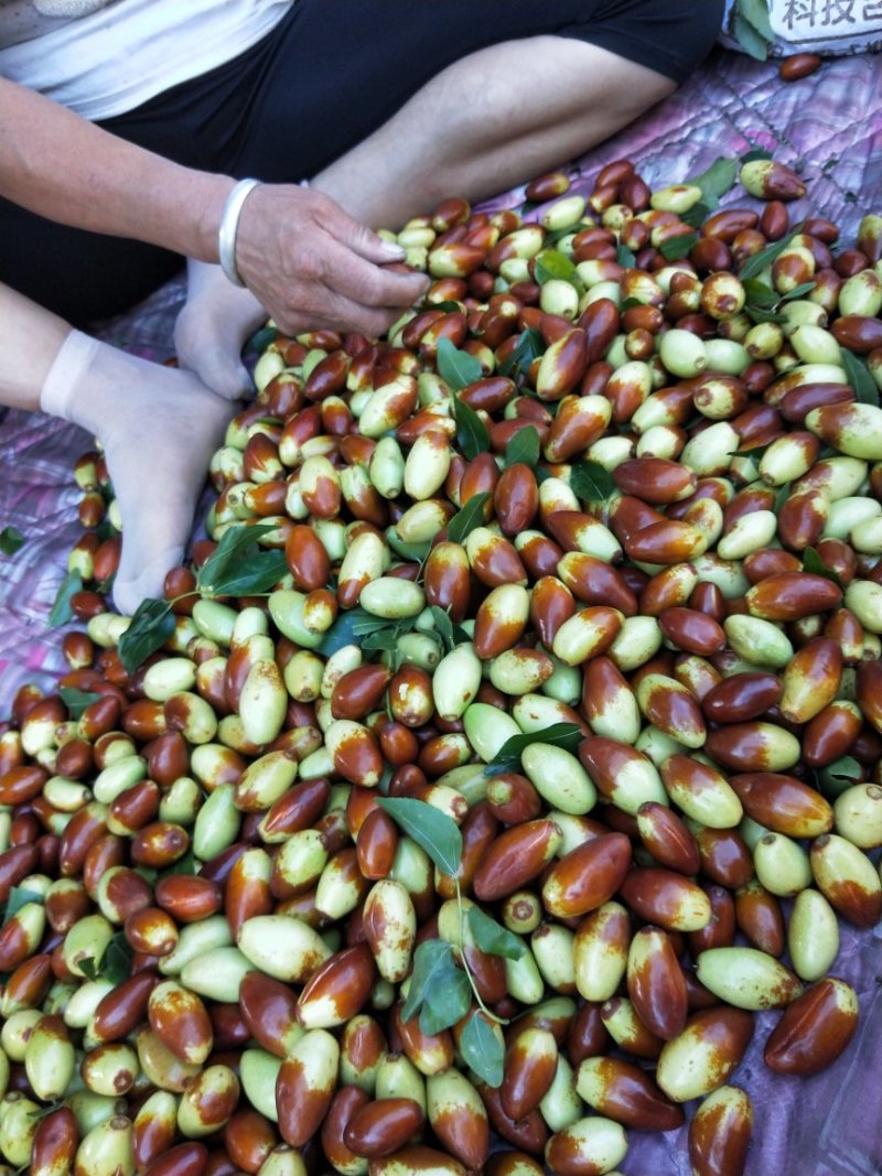 马牙枣，鲜果