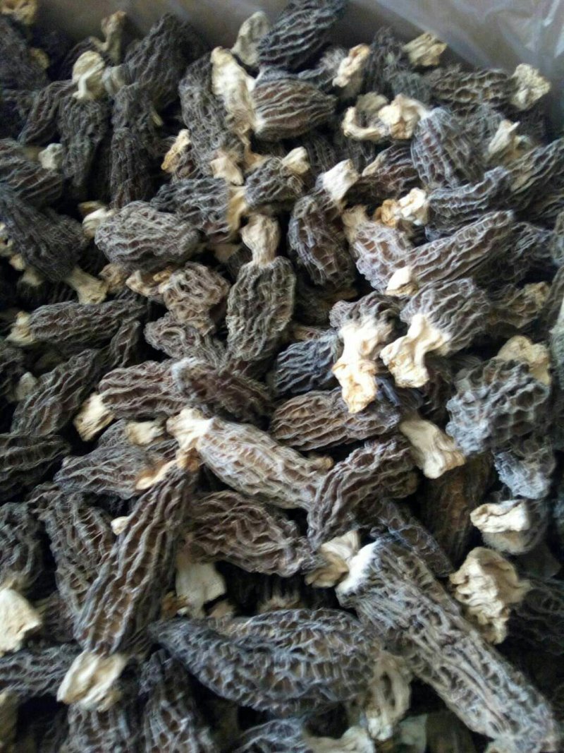 羊肚菌