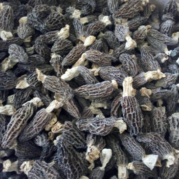 羊肚菌