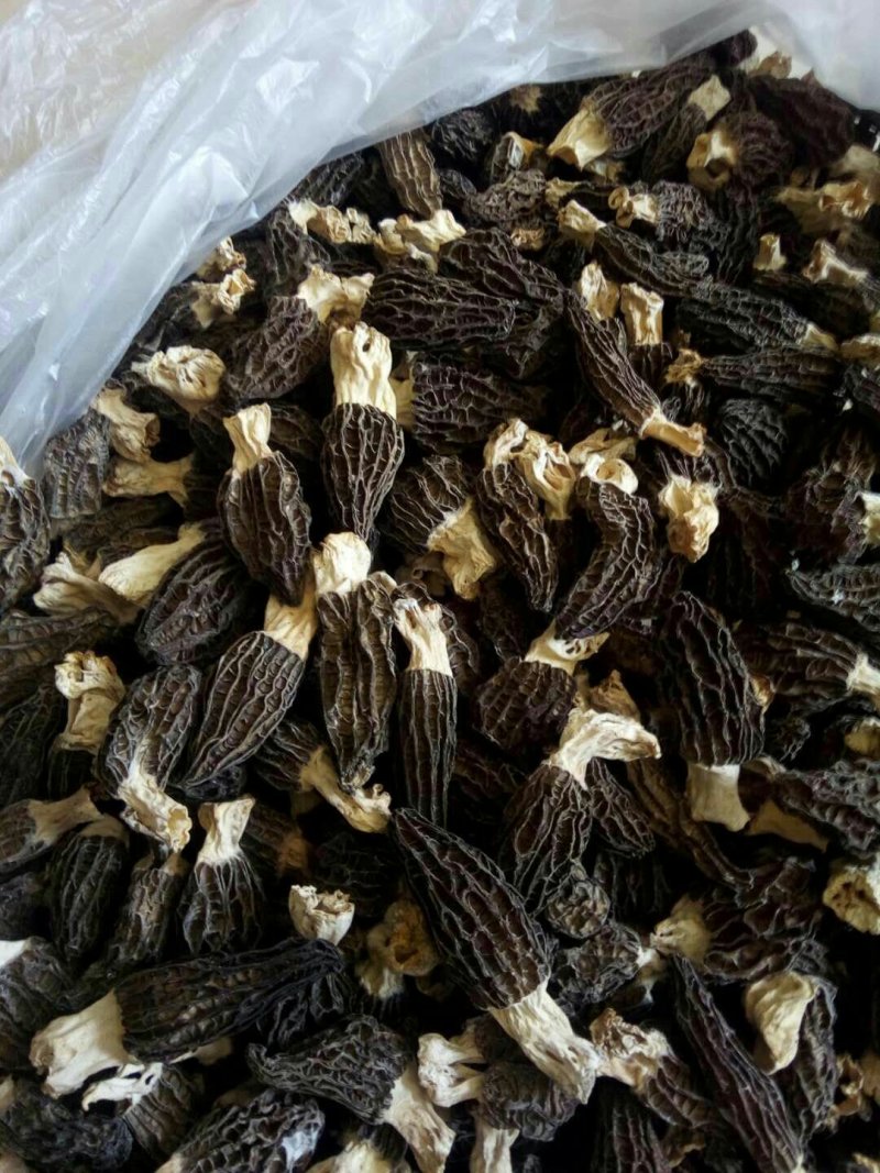 羊肚菌