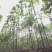 栾树、规格齐全、精品黄山栾、基地直营、欢迎采购