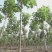栾树、规格齐全、精品黄山栾、基地直营、欢迎采购