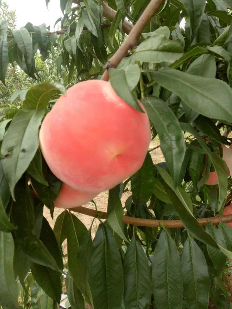 永莲蜜桃
