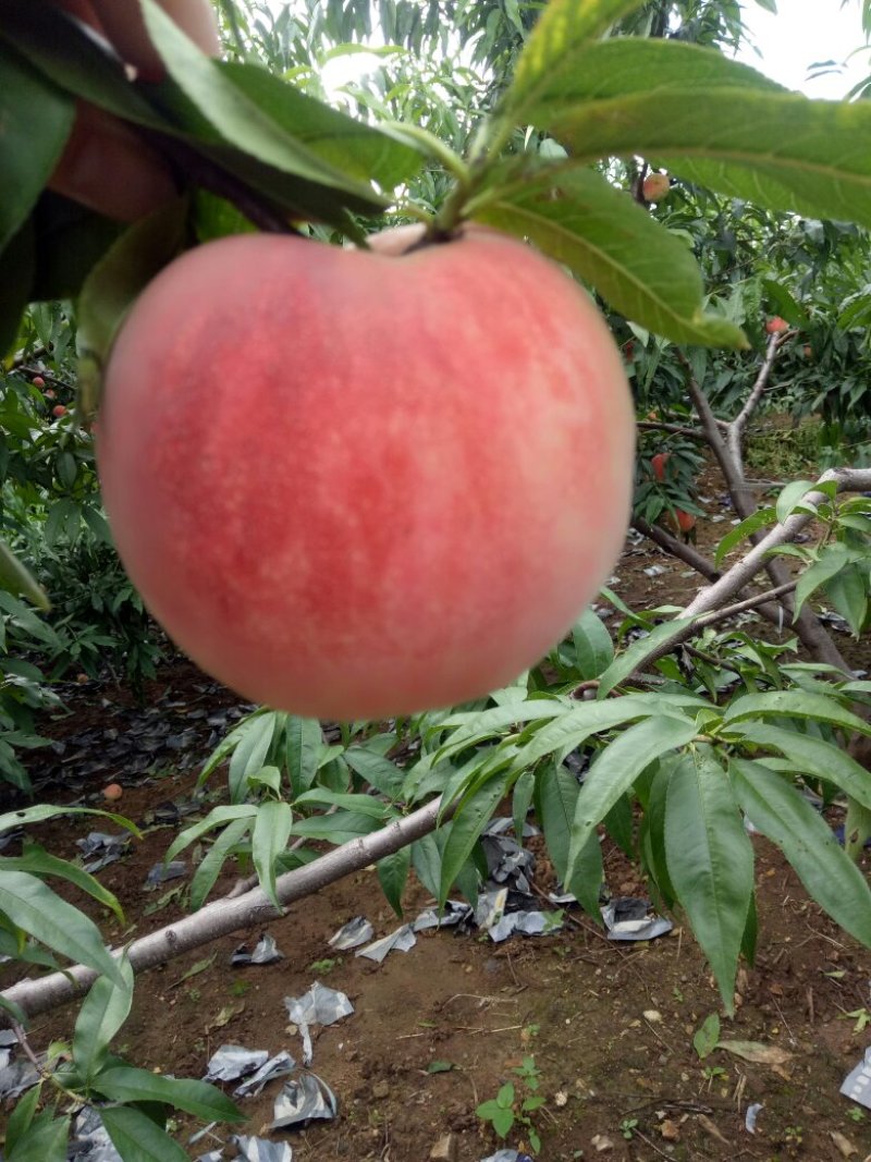 永莲蜜桃