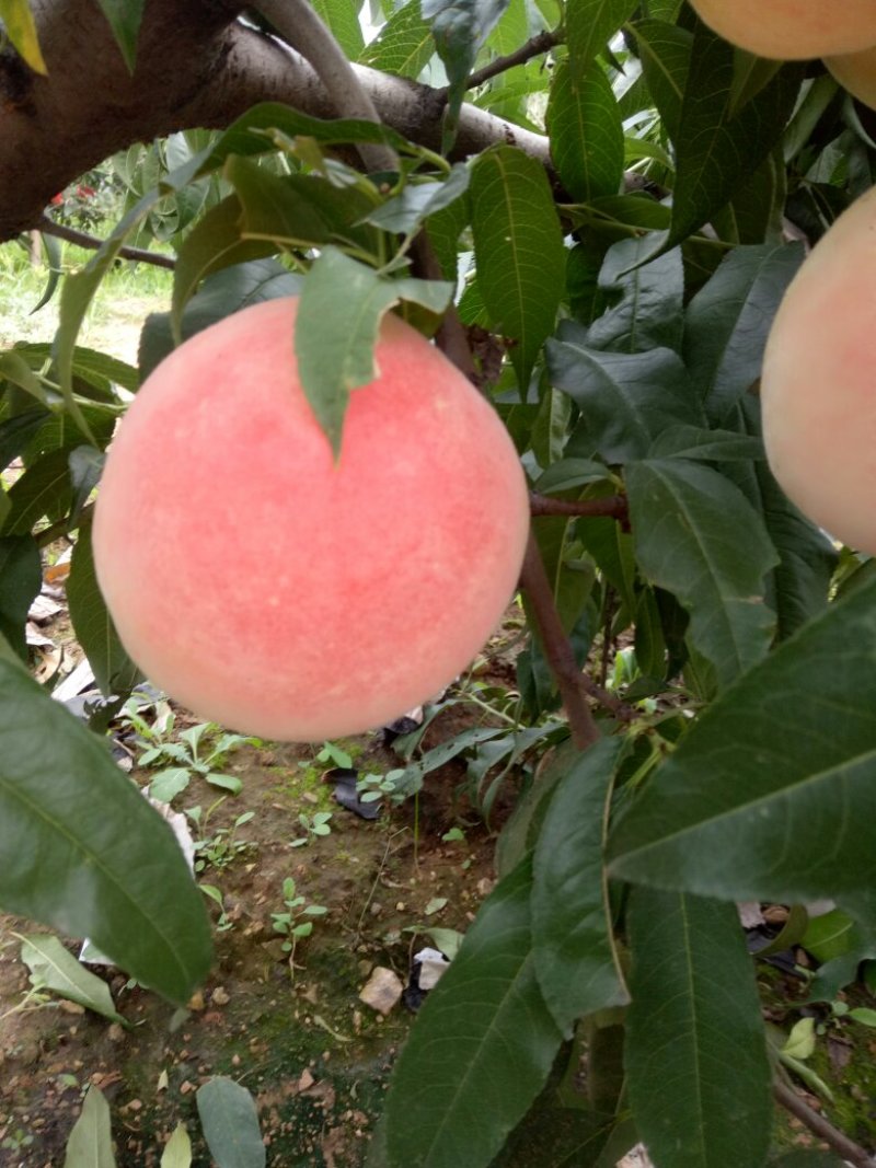 永莲蜜桃