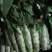 兰陵县同兴蔬菜市场，三青莴笋大量上市中，