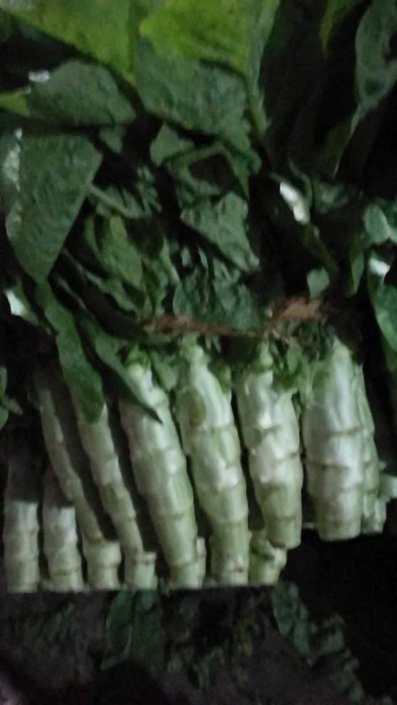 兰陵县同兴蔬菜市场，三青莴笋大量上市中，