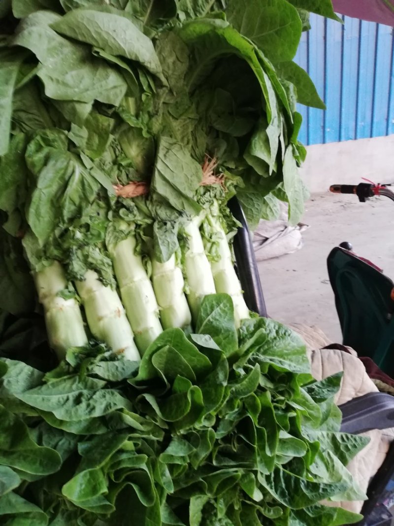 兰陵县同兴蔬菜市场，三青莴笋大量上市中，