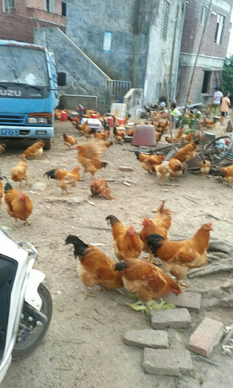 吃饭堂米饭的乡下阉鸡