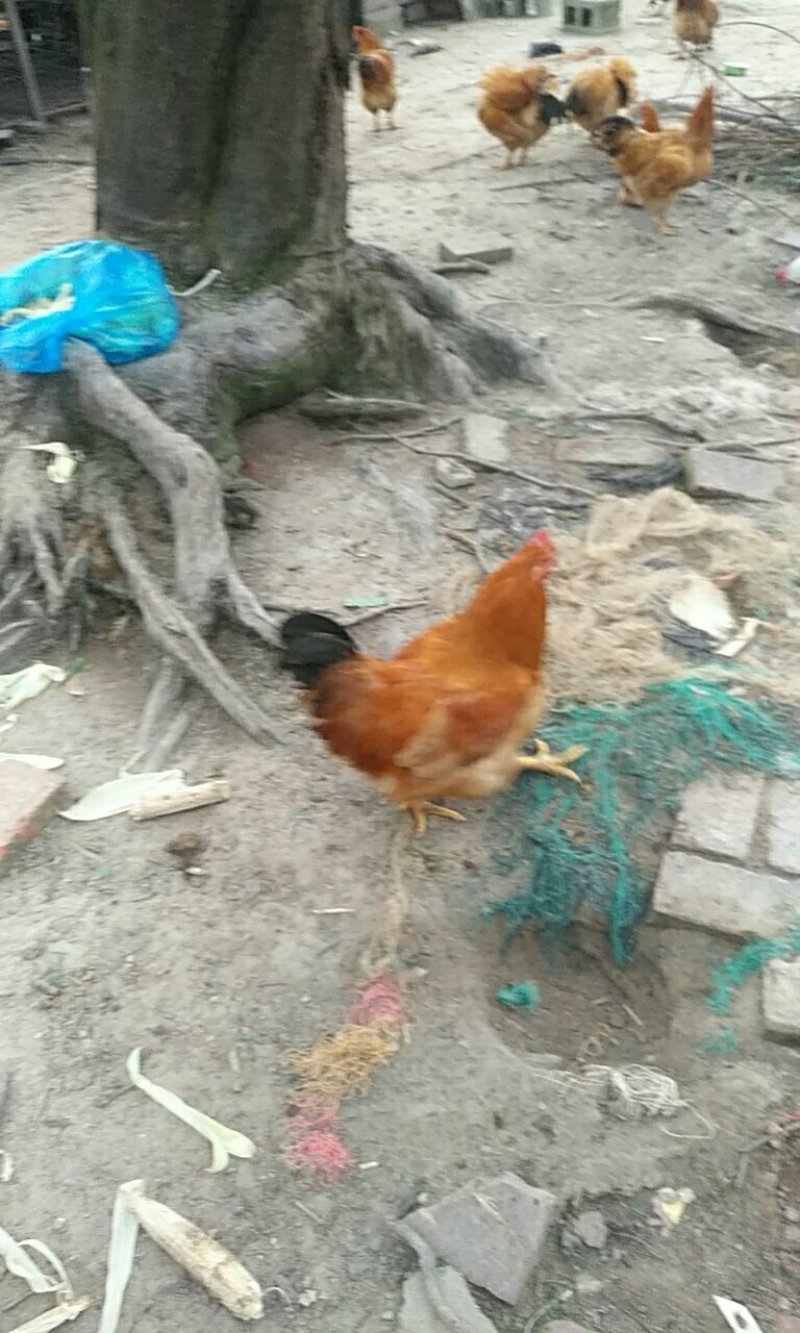 吃饭堂米饭的乡下阉鸡