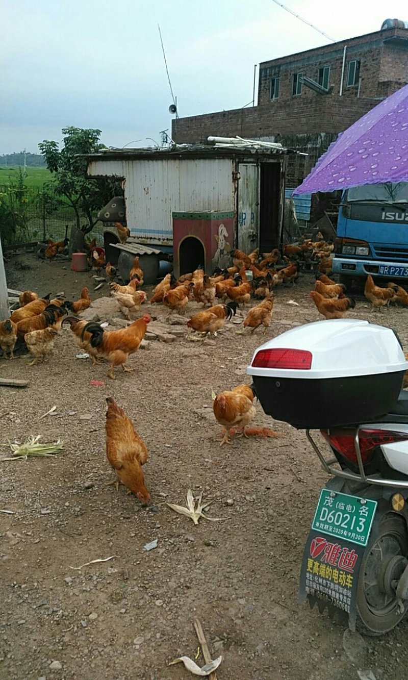 吃饭堂米饭的乡下阉鸡