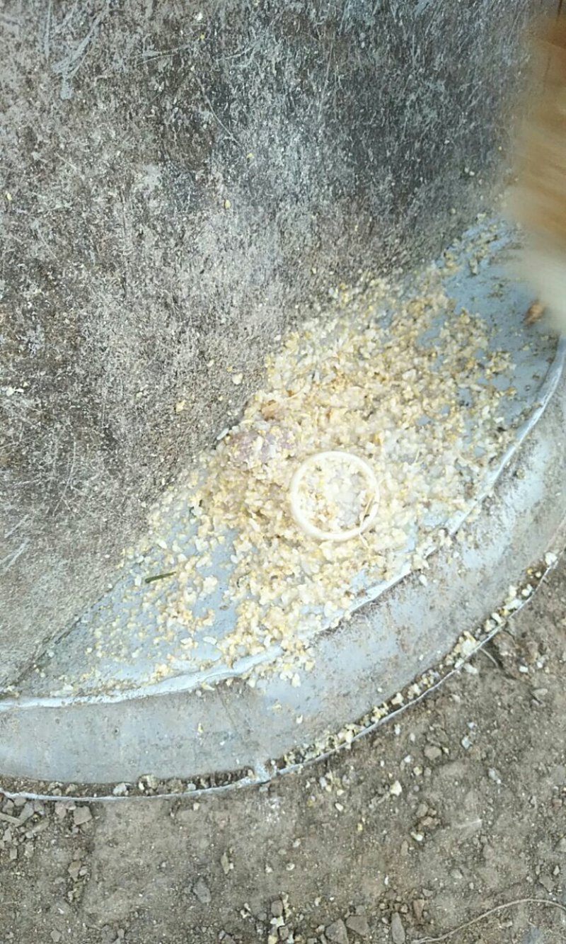 吃饭堂米饭的乡下阉鸡