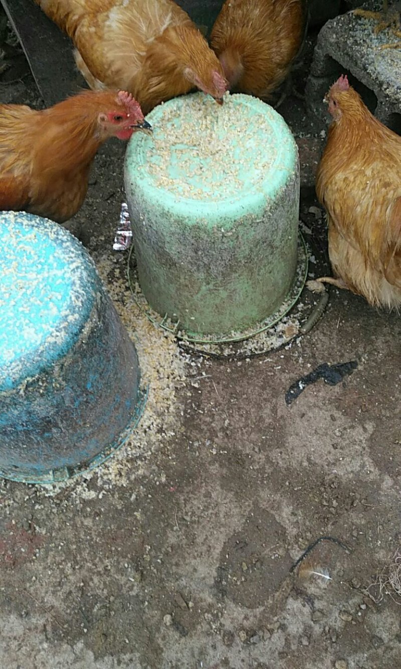 吃饭堂米饭的乡下阉鸡