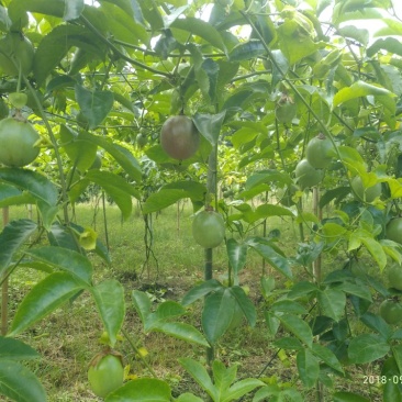 百香果，紫香1号百香果