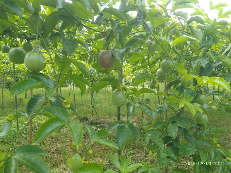 百香果，紫香1号百香果