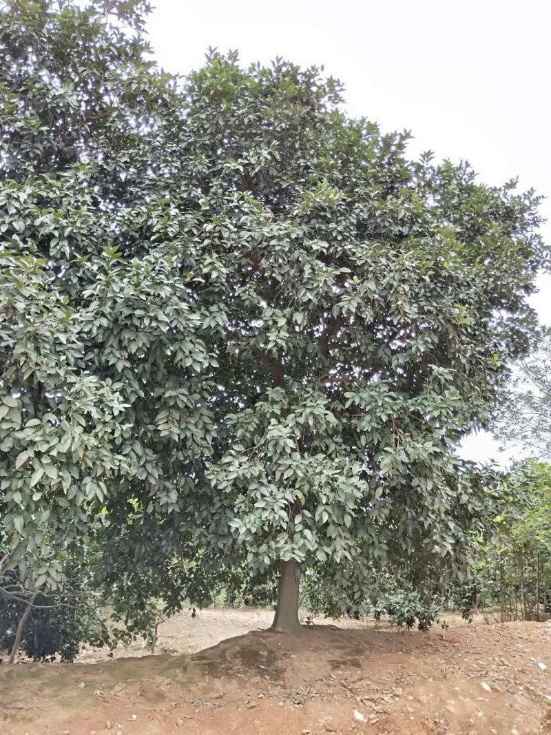 香橼香泡碰柑1-35多杆单杆原生移植