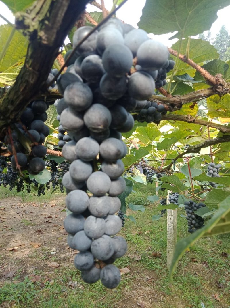 葡萄高山二号葡萄酿酒专用葡萄欢迎订购