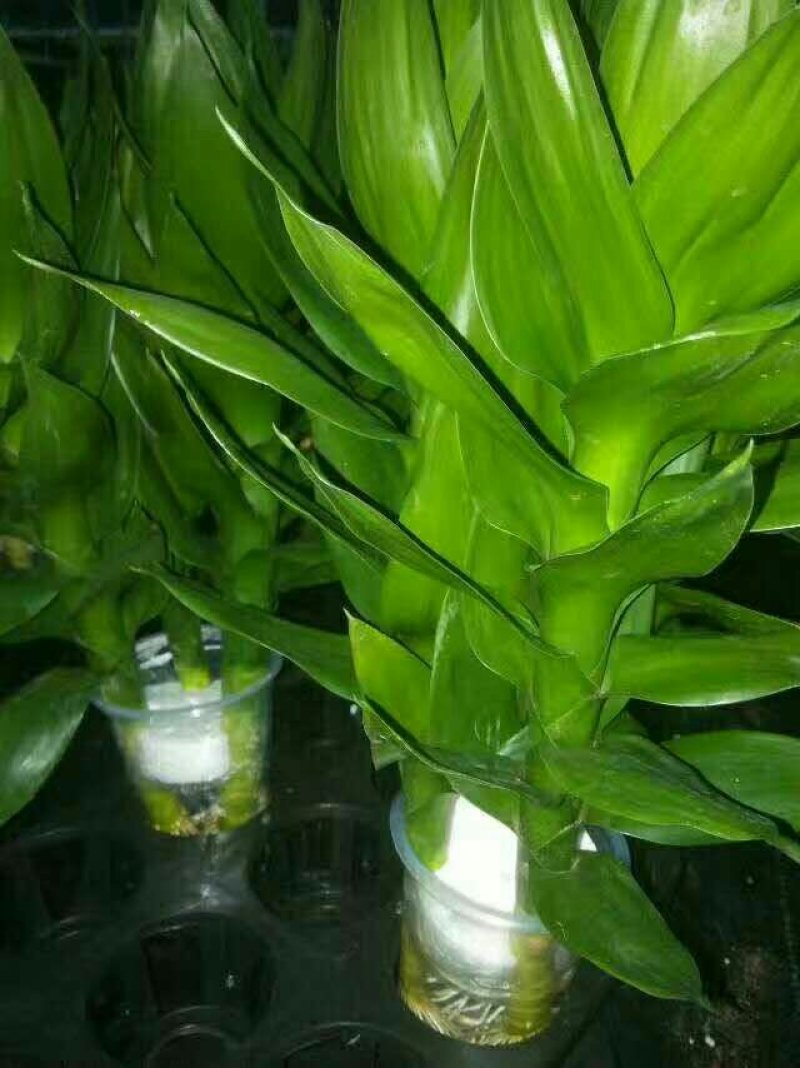 水培观音竹，品质保证，基地直销。