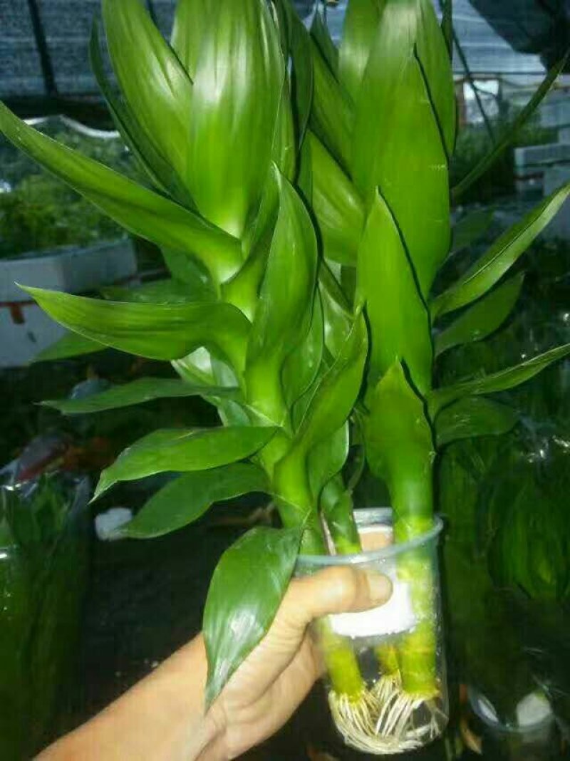 水培观音竹，品质保证，基地直销。