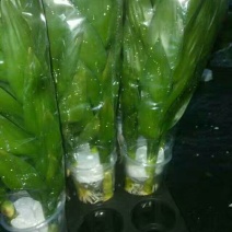 水培观音竹，品质保证，基地直销。
