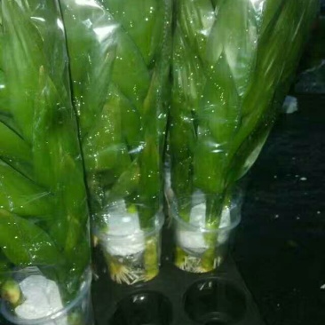 水培观音竹，品质保证，基地直销。