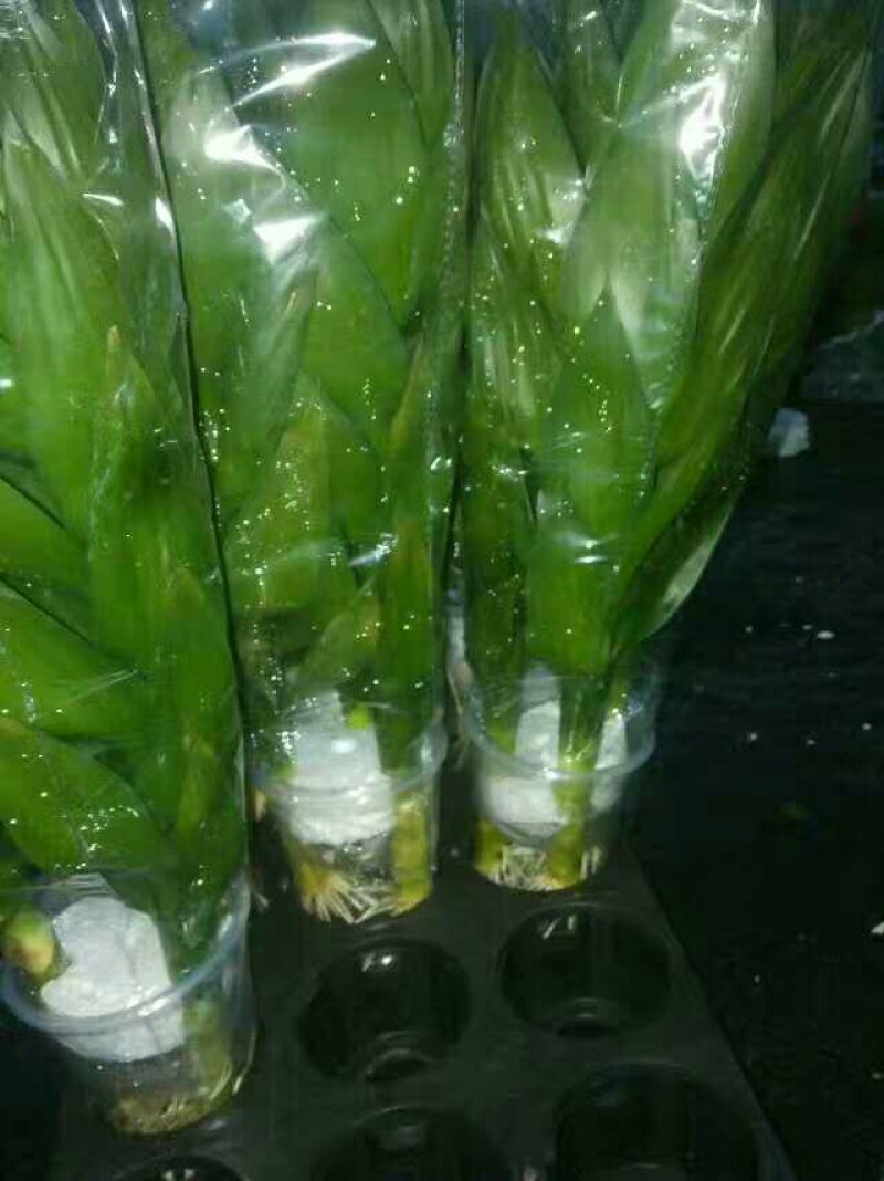 水培观音竹，品质保证，基地直销。